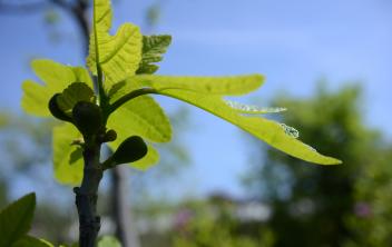 Figuier - Ficus Carita