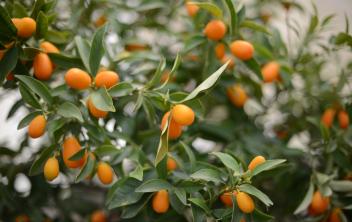 Kumquat - Fortunella Margarita
