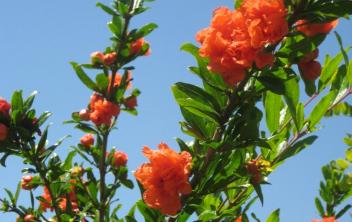 Grenadier à fleurs - Punica Granatum