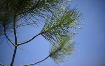 Pin parasol - Pinus Pinea