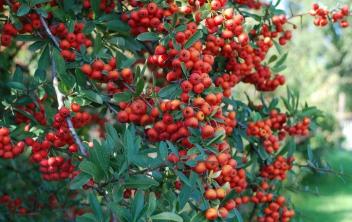 Pyracantha Rouge